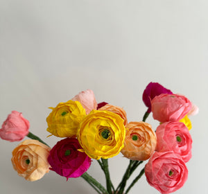 Ranunculus - Flight of Fantasy