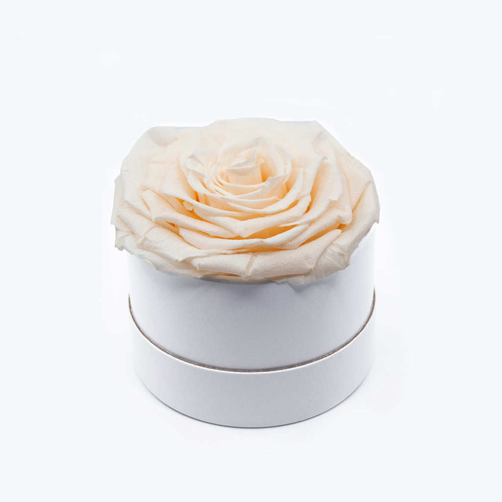 Cream Preserved Rose
