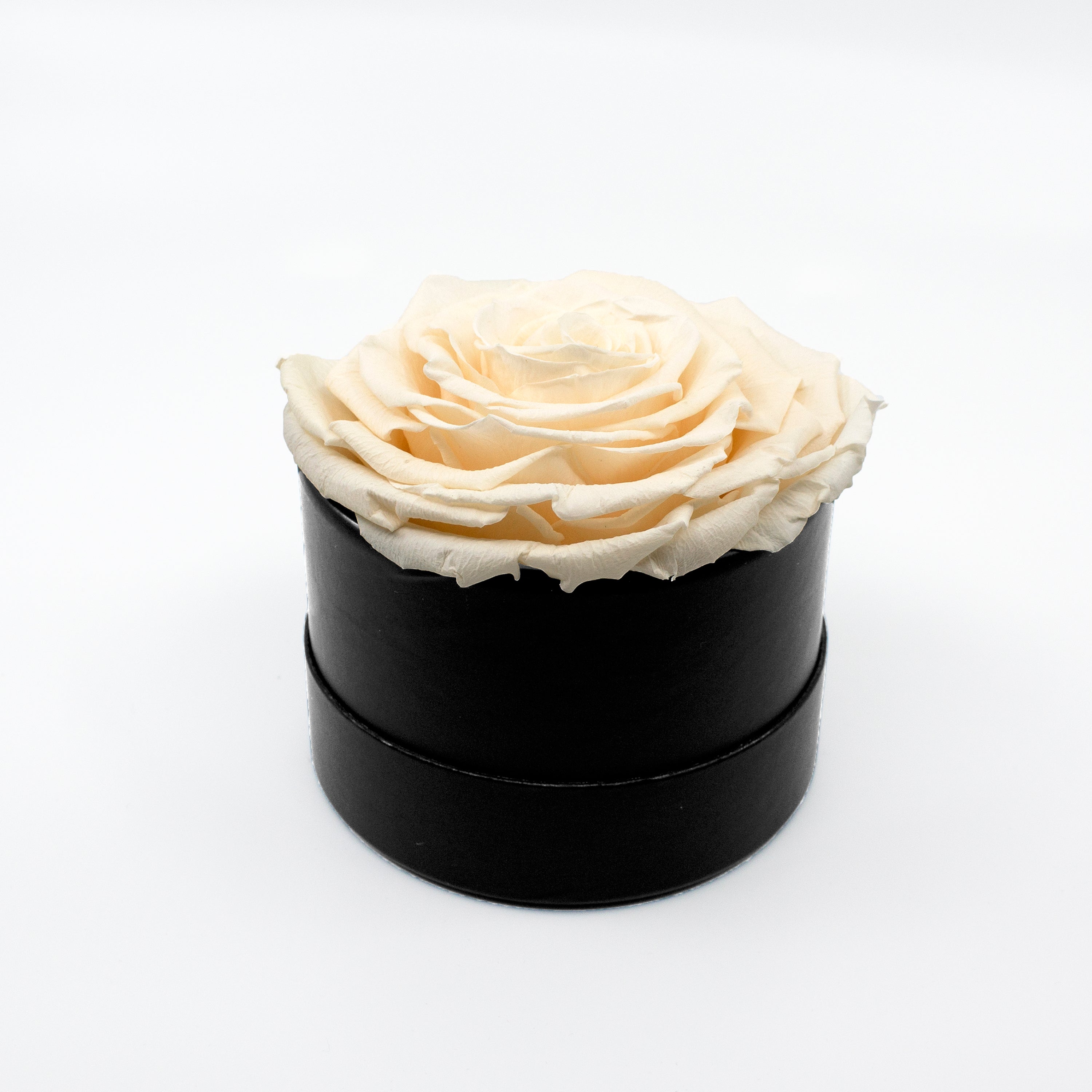 Cream Preserved Rose