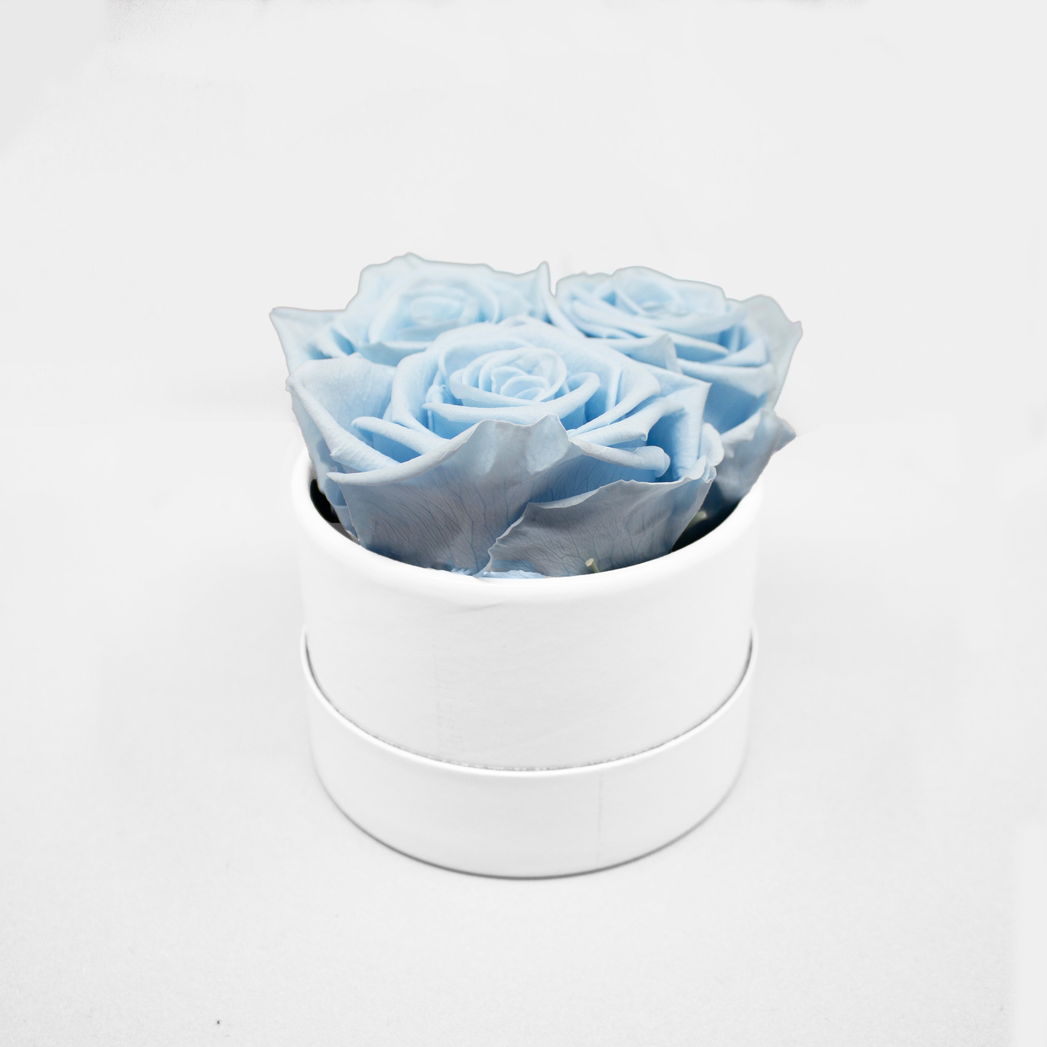 Blue Roses